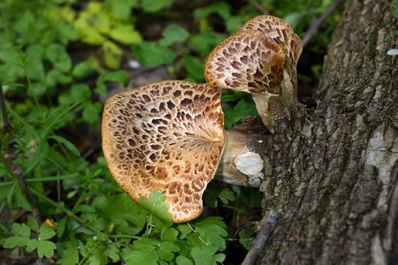 mushroom on the old log. Autumn mushroom picking. Edible Mushroomsの写真素材