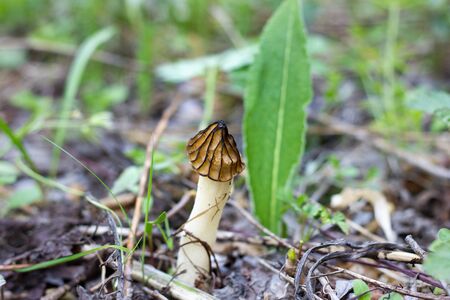 mushroom on the old log. Autumn mushroom picking. Edible Mushroomsの写真素材