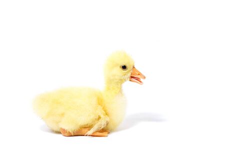 Yellow goose on white background. Little gosling isolated on white background.の写真素材