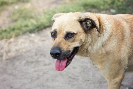 domestic dog shows tongue, light dog of large sizes, cheerful dogの写真素材