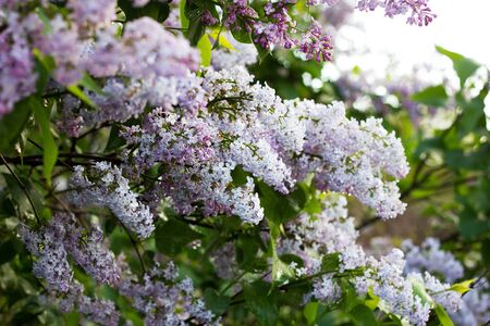 blooming lilac in the spring season. Purple Serenus with sunshine. Close-up.の写真素材