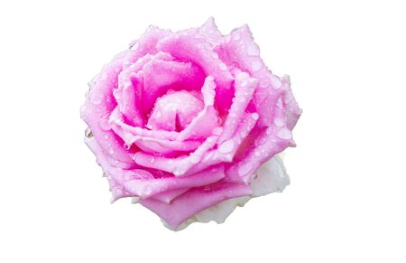 rose flower with water droplets isolateの写真素材