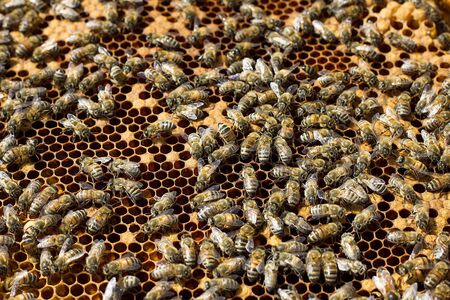 Bees on honeycomb. Honey frame with bees, breeding bees, beekeeping.の写真素材