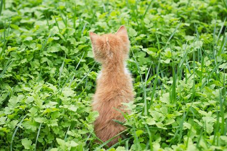 red kitten in green grass, Petsの写真素材