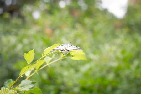 beautiful big butterfly sitting on a branchの写真素材