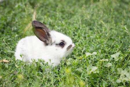cute white rabbit in green grassの写真素材