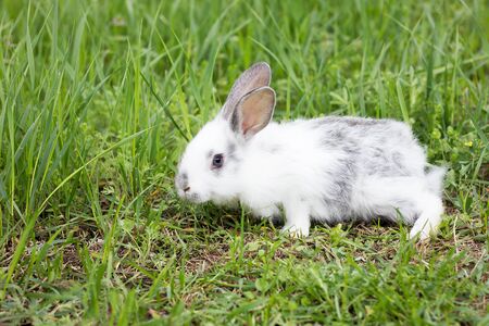 White fluffy rabbit on green grass. Easter Bunny. Little beautiful hare on a green meadow.の写真素材