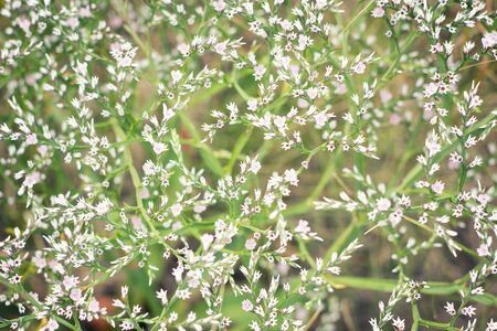 abstract small white flowers, wildflowers in summerの写真素材