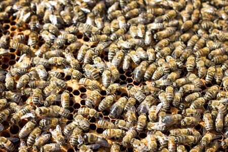 Bees on honeycomb. Closeup of bees on the honeycomb in beehive.の写真素材