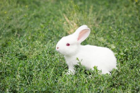 cute white rabbit in green grassの写真素材