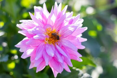 light purple flower with bee close-up, Bee pollinates bright flower. The spring seasonの写真素材
