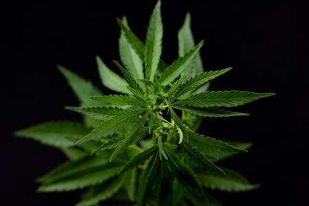 hemp branch on black background. Illegal cultivation of cannabis at home, cannabis bushes. The concept of natural medicinesの写真素材