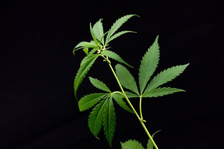 hemp branch on black background. Illegal cultivation of cannabis at home, cannabis bushes. The concept of natural medicinesの写真素材