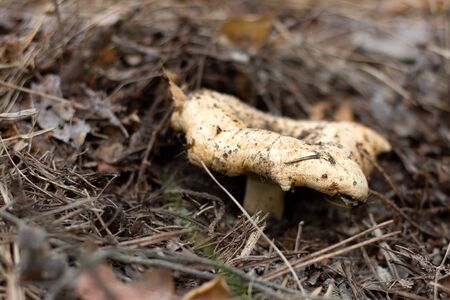 mushroom in a dry pine forest. Autumn edible mushroom. Autumn season, soft focusの写真素材