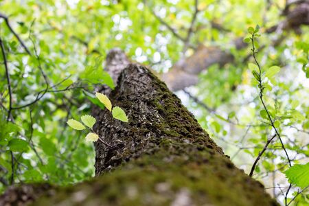 Green tree from bottom to top, close-up . Green forest, natural pattern for design. Wildlifeの写真素材
