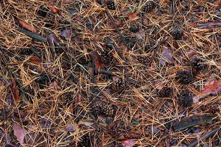the texture of pine needles on the ground. Showered spruce needles on the ground, natural backgroundの写真素材