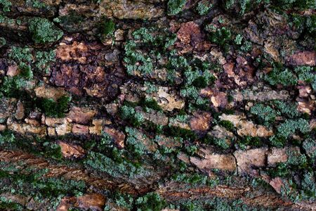 Texture of tree bark close-up. Natural wood texture. Old tree bark closeupの写真素材