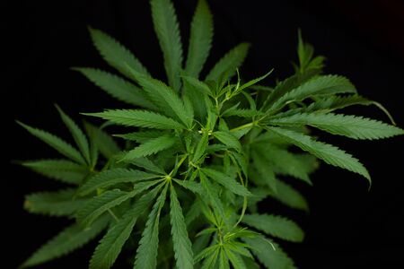 hemp branch on black background. Illegal cultivation of cannabis at home, cannabis bushes. The concept of natural medicinesの写真素材