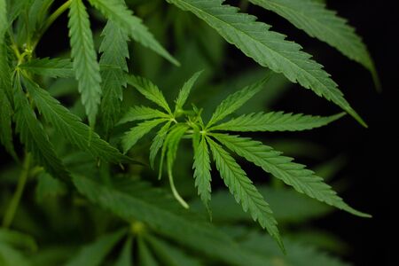 hemp branch on black background. Illegal cultivation of cannabis at home, cannabis bushes. The concept of natural medicinesの写真素材