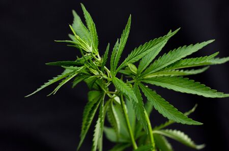 hemp branch on black background. Illegal cultivation of cannabis at home, cannabis bushes. The concept of natural medicinesの写真素材