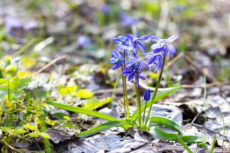 Blue primroses in the spring forest. Fragile spring flowers close-up.の写真素材