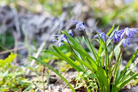 the first flowers of spring. Blue delicate fragile flowers in the spring forest. Spring sproutsの写真素材