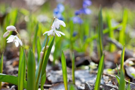 fragile white snowdrops in the spring forest . The soft sunlight. Spring background, with a place under the inscriptionの写真素材