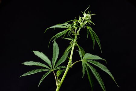 Marijuana Bush with seeds on a black background. Growing marijuana in the home , the ripened hempの写真素材