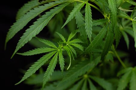 hemp branch on black background. Illegal cultivation of cannabis at home, cannabis bushes. The concept of natural medicinesの写真素材