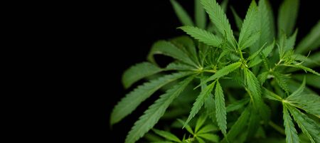 hemp branch on black background. Illegal cultivation of cannabis at home, cannabis bushes. The concept of natural medicinesの写真素材