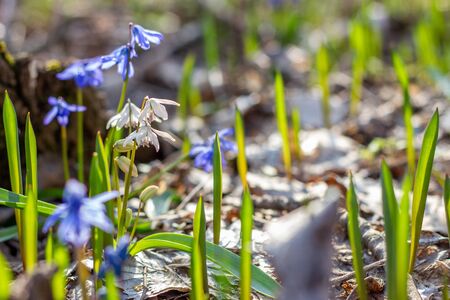 fragile white snowdrops in the spring forest . The soft sunlight. Spring background, with a place...