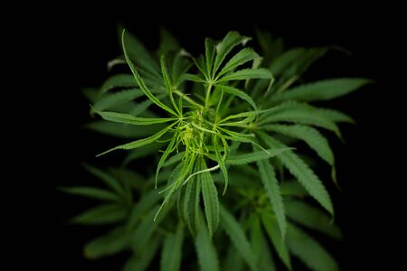 hemp branch on black background. Illegal cultivation of cannabis at home, cannabis bushes. The concept of natural medicinesの写真素材
