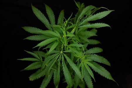 hemp branch on black background. Illegal cultivation of cannabis at home, cannabis bushes. The concept of natural medicinesの写真素材