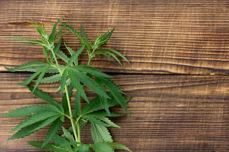 hemp branches on a wooden background. Marijuana Bush on an old wooden background with a place under the inscription. Illicit drugの写真素材