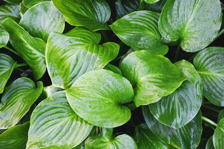 tropical leaf with water drops. Tropical natural background of leaves with dew drops. Natural wild backgroundの写真素材