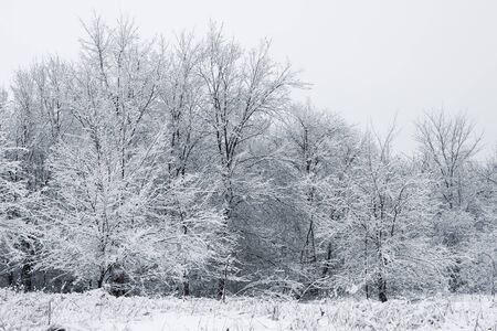 Snowy forest. Snow-covered trees. The dense forest under the snow.の写真素材