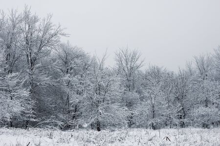 Snowy forest. Snow-covered trees. The dense forest under the snow.の写真素材