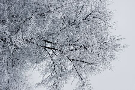 Snowy forest. Snow-covered trees. The dense forest under the snow.の写真素材