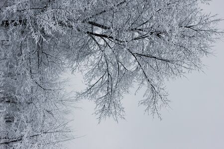 Snowy forest. Snow-covered trees. The dense forest under the snow.の写真素材