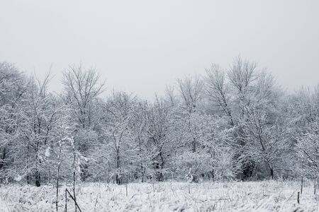 Snowy forest. Snow-covered trees. The dense forest under the snow.の写真素材