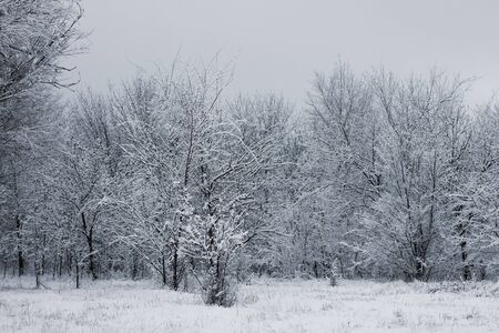 Snowy forest. Snow-covered trees. The dense forest under the snow.の写真素材