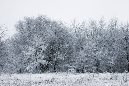 Snowy forest. Snow-covered trees. The dense forest under the snow.の写真素材