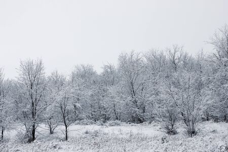 Snowy forest. Snow-covered trees. The dense forest under the snow.の写真素材