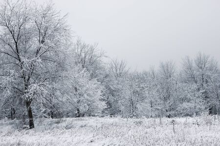 Snowy forest. Snow-covered trees. The dense forest under the snow.の写真素材