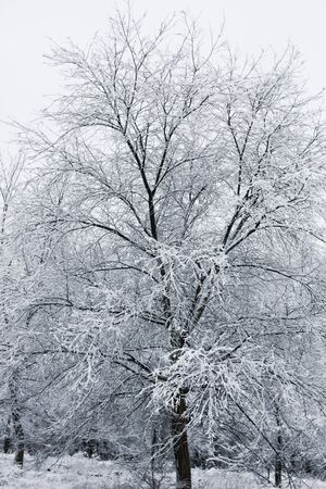 Snowy forest. Snow-covered trees. The dense forest under the snow.の写真素材