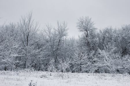 Snowy forest. Snow-covered trees. The dense forest under the snow.の写真素材