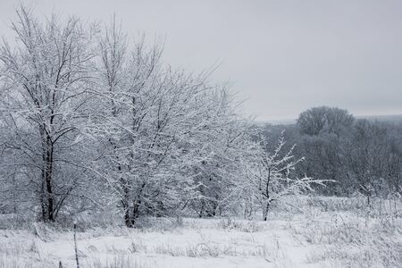 Snowy forest. Snow-covered trees. The dense forest under the snow.の写真素材