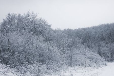 Snowy forest. Snow-covered trees. The dense forest under the snow.の写真素材