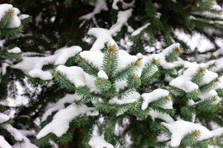 Spruce branches under the snow. Christmas tree under snow, natural winter backgroundの写真素材