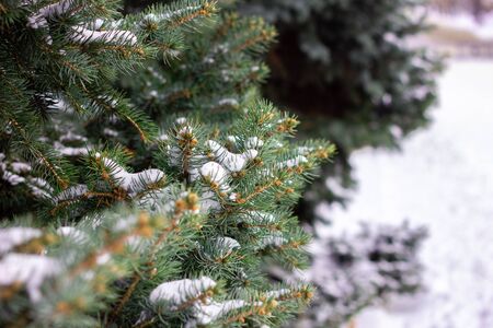 Spruce branches under the snow. Christmas tree under snow, natural winter backgroundの写真素材